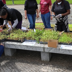 Fascinio das plantas 25